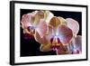 Amaryllis closeup-Charles Bowman-Framed Photographic Print