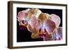 Amaryllis closeup-Charles Bowman-Framed Photographic Print