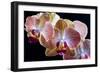 Amaryllis closeup-Charles Bowman-Framed Photographic Print