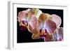 Amaryllis closeup-Charles Bowman-Framed Photographic Print
