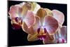 Amaryllis closeup-Charles Bowman-Mounted Photographic Print