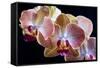 Amaryllis closeup-Charles Bowman-Framed Stretched Canvas