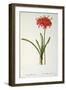 Amaryllis Curvifolia from "Les Liliacees", 1809-Pierre-Joseph Redouté-Framed Giclee Print