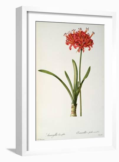 Amaryllis Curvifolia from "Les Liliacees", 1809-Pierre-Joseph Redouté-Framed Giclee Print