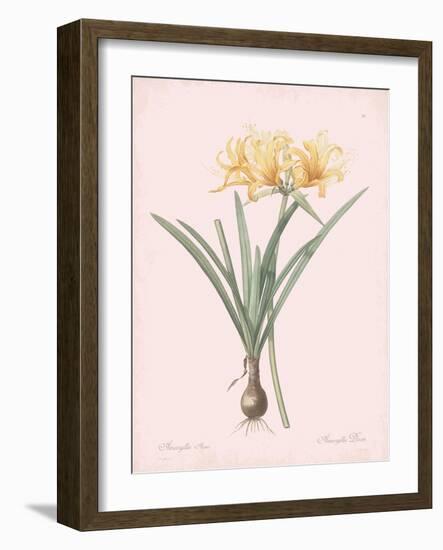 Amaryllis Doree - Rose-Pierre Joseph Redoute-Framed Giclee Print