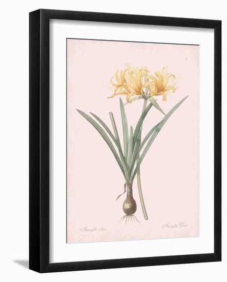 Amaryllis Doree - Rose-Pierre Joseph Redoute-Framed Giclee Print