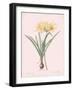 Amaryllis Doree - Rose-Pierre Joseph Redoute-Framed Giclee Print