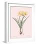 Amaryllis Doree - Rose-Pierre Joseph Redoute-Framed Giclee Print