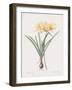 Amaryllis Doree-Pierre Joseph Redoute-Framed Giclee Print