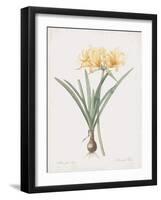 Amaryllis Doree-Pierre Joseph Redoute-Framed Giclee Print