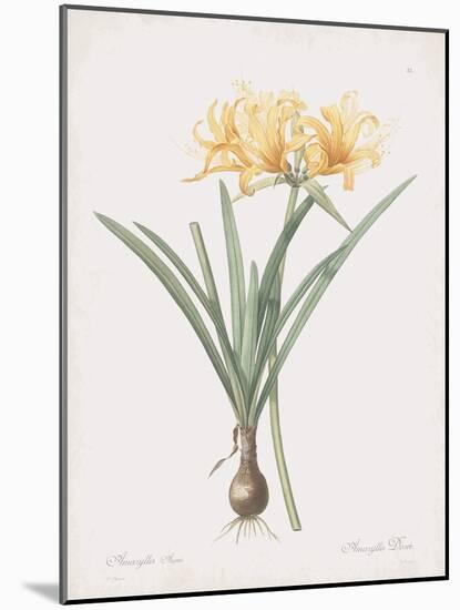 Amaryllis Doree-Pierre Joseph Redoute-Mounted Giclee Print