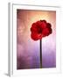 Amaryllis, Flower, Blossom, Still Life, Red, Violet-Axel Killian-Framed Photographic Print