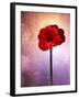 Amaryllis, Flower, Blossom, Still Life, Red, Violet-Axel Killian-Framed Photographic Print