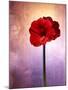 Amaryllis, Flower, Blossom, Still Life, Red, Violet-Axel Killian-Mounted Photographic Print