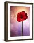 Amaryllis, Flower, Blossom, Still Life, Red, Violet-Axel Killian-Framed Photographic Print