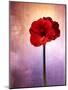 Amaryllis, Flower, Blossom, Still Life, Red, Violet-Axel Killian-Mounted Photographic Print