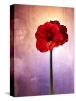 Amaryllis, Flower, Blossom, Still Life, Red, Violet-Axel Killian-Stretched Canvas