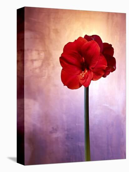 Amaryllis, Flower, Blossom, Still Life, Red, Violet-Axel Killian-Stretched Canvas