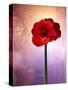 Amaryllis, Flower, Blossom, Still Life, Red, Violet-Axel Killian-Stretched Canvas