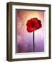 Amaryllis, Flower, Blossom, Still Life, Red, Violet-Axel Killian-Framed Photographic Print