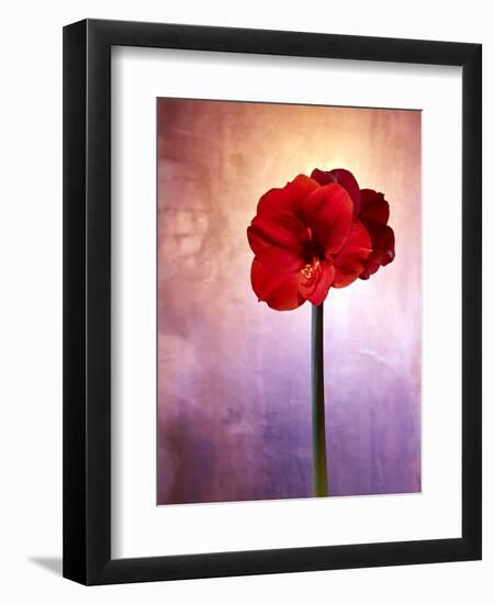 Amaryllis, Flower, Blossom, Still Life, Red, Violet-Axel Killian-Framed Photographic Print