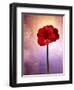 Amaryllis, Flower, Blossom, Still Life, Red, Violet-Axel Killian-Framed Photographic Print