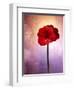 Amaryllis, Flower, Blossom, Still Life, Red, Violet-Axel Killian-Framed Photographic Print