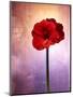 Amaryllis, Flower, Blossom, Still Life, Red, Violet-Axel Killian-Mounted Photographic Print