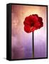 Amaryllis, Flower, Blossom, Still Life, Red, Violet-Axel Killian-Framed Stretched Canvas