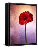 Amaryllis, Flower, Blossom, Still Life, Red, Violet-Axel Killian-Framed Stretched Canvas