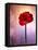 Amaryllis, Flower, Blossom, Still Life, Red, Violet-Axel Killian-Framed Stretched Canvas