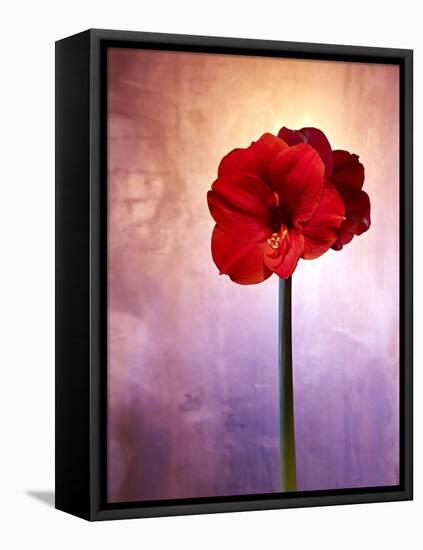 Amaryllis, Flower, Blossom, Still Life, Red, Violet-Axel Killian-Framed Stretched Canvas