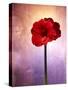 Amaryllis, Flower, Blossom, Still Life, Red, Violet-Axel Killian-Stretched Canvas