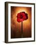 Amaryllis, Flower, Blossom, Still Life, Red-Axel Killian-Framed Photographic Print