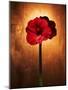 Amaryllis, Flower, Blossom, Still Life, Red-Axel Killian-Mounted Photographic Print