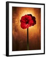 Amaryllis, Flower, Blossom, Still Life, Red-Axel Killian-Framed Photographic Print