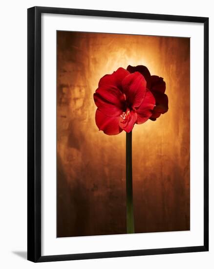 Amaryllis, Flower, Blossom, Still Life, Red-Axel Killian-Framed Photographic Print