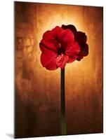 Amaryllis, Flower, Blossom, Still Life, Red-Axel Killian-Mounted Photographic Print