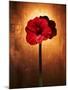 Amaryllis, Flower, Blossom, Still Life, Red-Axel Killian-Mounted Photographic Print