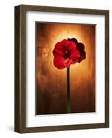 Amaryllis, Flower, Blossom, Still Life, Red-Axel Killian-Framed Photographic Print