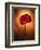 Amaryllis, Flower, Blossom, Still Life, Red-Axel Killian-Framed Photographic Print