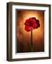 Amaryllis, Flower, Blossom, Still Life, Red-Axel Killian-Framed Photographic Print