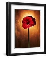 Amaryllis, Flower, Blossom, Still Life, Red-Axel Killian-Framed Photographic Print