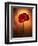 Amaryllis, Flower, Blossom, Still Life, Red-Axel Killian-Framed Photographic Print