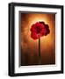 Amaryllis, Flower, Blossom, Still Life, Red-Axel Killian-Framed Photographic Print