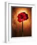 Amaryllis, Flower, Blossom, Still Life, Red-Axel Killian-Framed Photographic Print