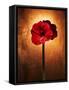 Amaryllis, Flower, Blossom, Still Life, Red-Axel Killian-Framed Stretched Canvas