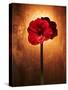 Amaryllis, Flower, Blossom, Still Life, Red-Axel Killian-Stretched Canvas