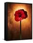 Amaryllis, Flower, Blossom, Still Life, Red-Axel Killian-Framed Stretched Canvas