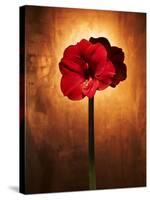 Amaryllis, Flower, Blossom, Still Life, Red-Axel Killian-Stretched Canvas